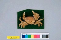 藏品(近扇蟹屬)的圖片
